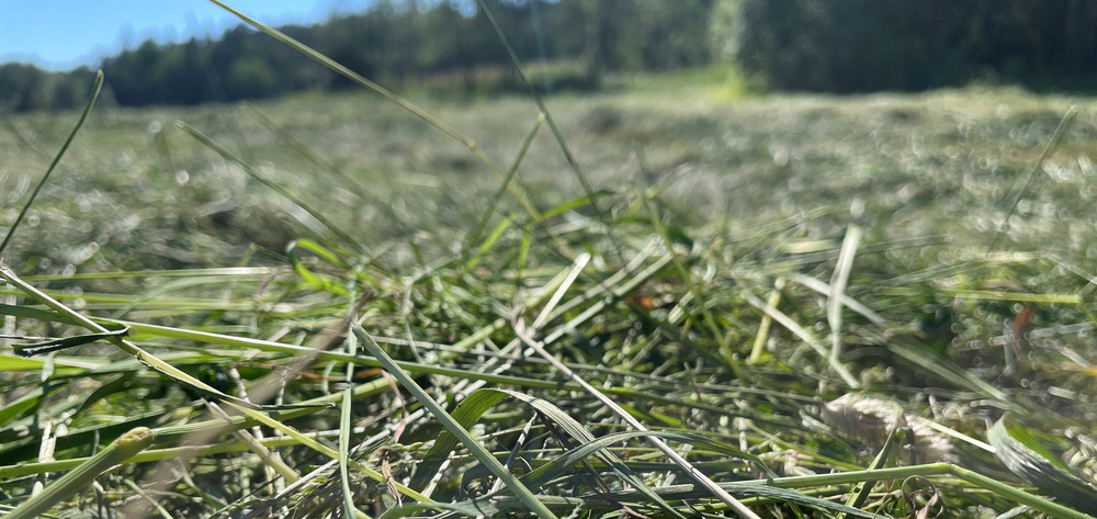 Eurofins grovfoderanalyser