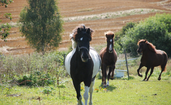 Grovfôr til hest