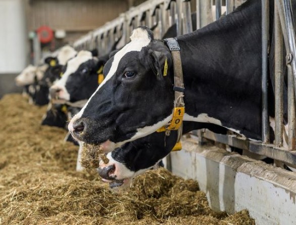 Najaarskuilen: voederwaarde gemiddeld en risico op boterzuur