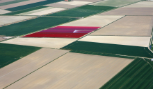 Spoor aaltjes op in het voorjaar