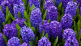 Bodemgezondheid en Pythium in hyacint