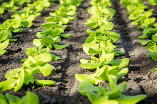 fertility of greenhouse