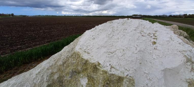 Herken aaltjes in de bollenteelt op tijd