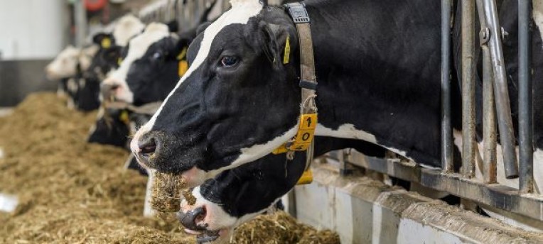 Najaarskuilen: voederwaarde gemiddeld en risico op boterzuur