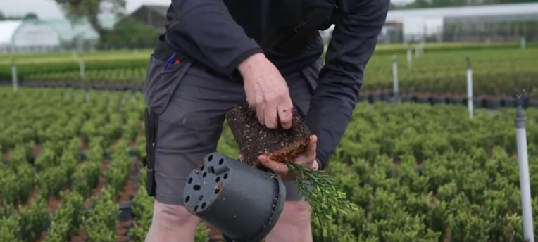 Video: How to take a potting soil sample?