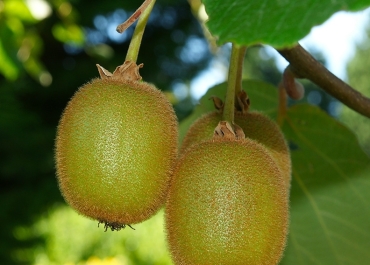 Fruits