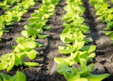 Greenhouse Soil