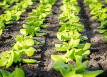 Greenhouse Soil