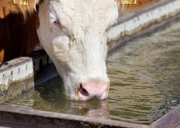 Livestock water Check