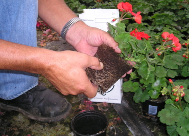 Potting Soil and Substrate