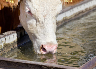 Tränkwasser