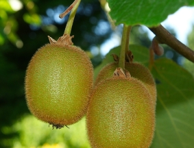 Fruits