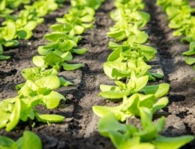 Greenhouse Soil