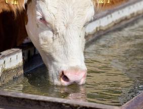 Livestock water Check