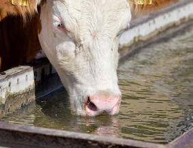 Livestock water Check