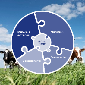 Maximise the value of your forage